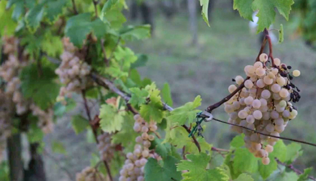 In Val Tidone (Piacenza) Davide Valla ha riscoperto l’antica Verdea