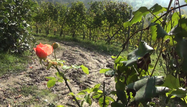 Storia contadina del vino delle Langhe raccontata da Beppe Rinaldi