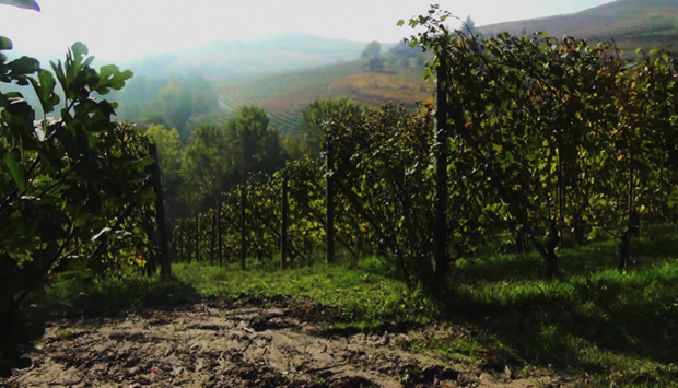 L’eccesso di Nebbiolo minaccia la biodiversità delle Langhe?