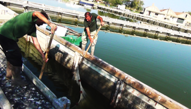 La pesca nelle Valli di Comacchio: la psicologia come esca