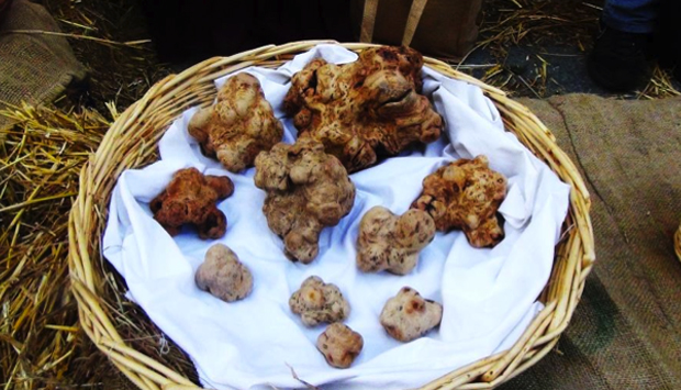 Fiera del Tartufo Bianco d’Alba, migliaia di gourmet fiutano l’evento