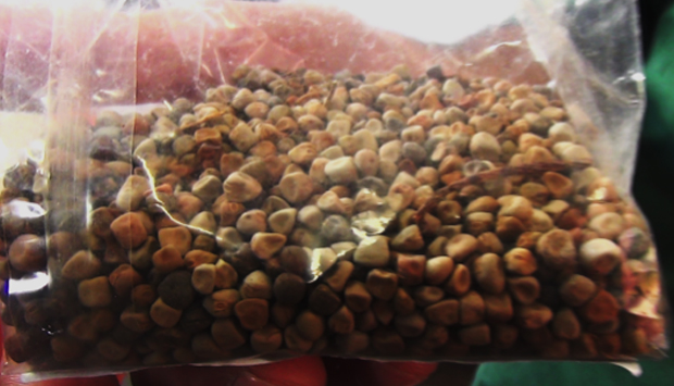 Maracuoccio di Lentiscosa, rarissimo legume del Cilento (Campania)