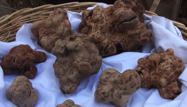 I profumi e il sapore del Tartufo Bianco d’Alba: ecco tutti i segreti