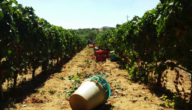 Torre Favara, vini schietti dal cuore della Sicilia