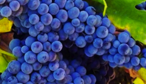 L’uva fragola, dolcezza golosa dal Nord America al Nord Italia