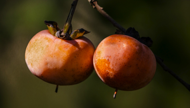 Cachi, frutti dalle mille sfumature