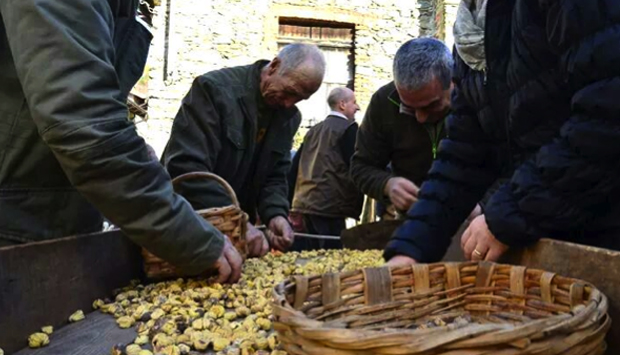 Castagna essiccata nei tecci, solo a Murialdo e Calizzano (Savona)