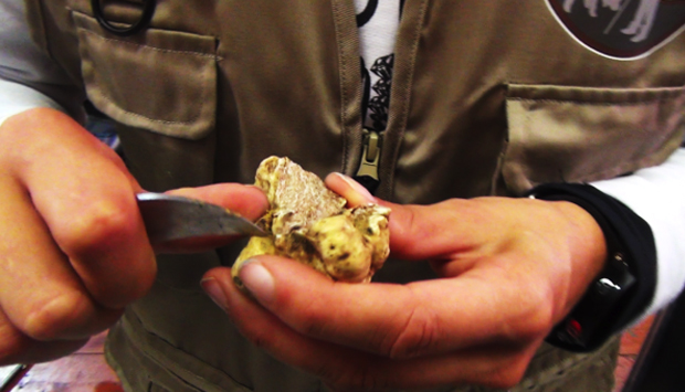 I giudici di analisi sensoriale del Tartufo, alla Fiera di Alba (CN)