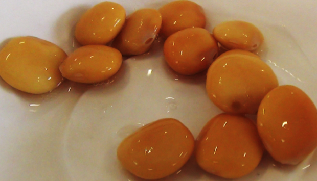 Lupino gigante di Vairano, produzione tradizionale dell’Alto Casertano