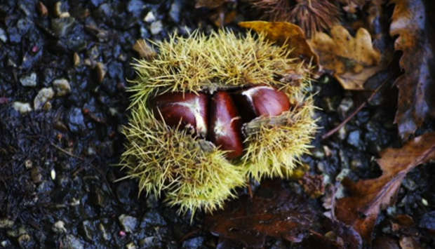 Ghiotte e nutrienti, ecco perché delle castagne non si butta niente