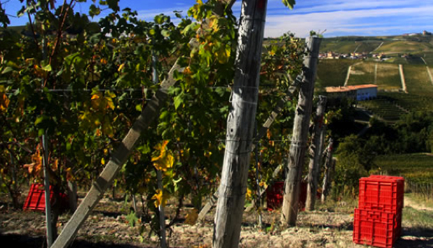 Ho visto l’uva dormire e poi svegliarsi in… Barolo