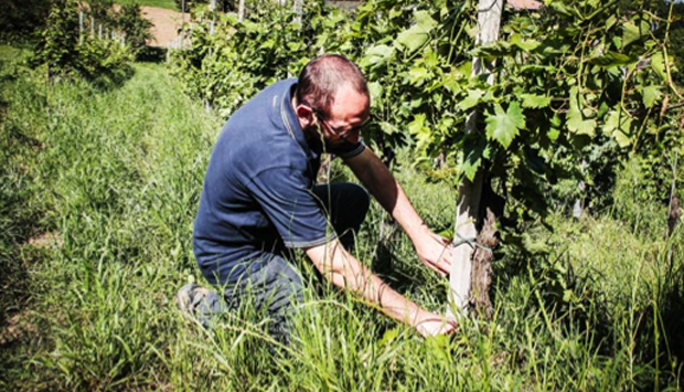I vini sinceri di Quaquarini: i magnifici rossi dell’Oltrepò Pavese