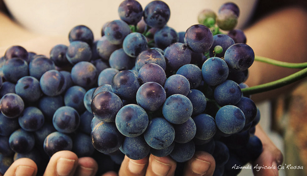 Cascina Ca’ Rossa, vini biologici del Roero dalla vocazione antica