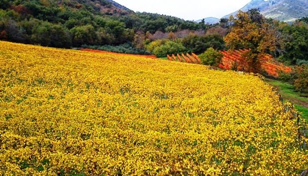 Coda di Pecora, uva autoctona campana scoperta e vinificata da Il Verro