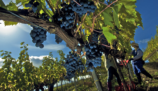 Tintilia del Molise, le intense versioni dei vini di Claudio Cipressi