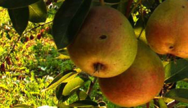 La fermentazione spontanea nella creazione dei distillati di frutta