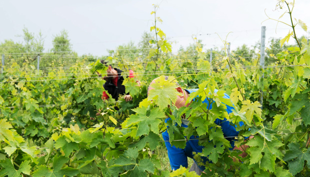 Dagli autoctoni abruzzesi di Ausonia, la spontanea naturalezza del vino