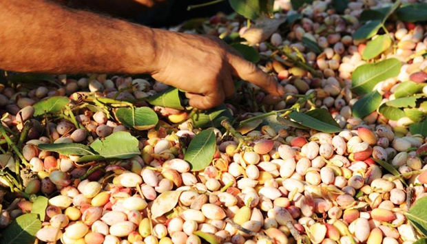 Il Pistacchio di Raffadali (AG), oro verde siciliano da scoprire