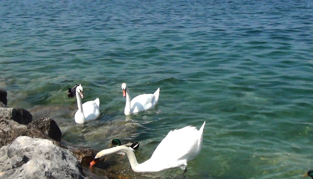 Sirmione (BS), pennuti sul lago in lotta per il cibo scatenata dai turisti