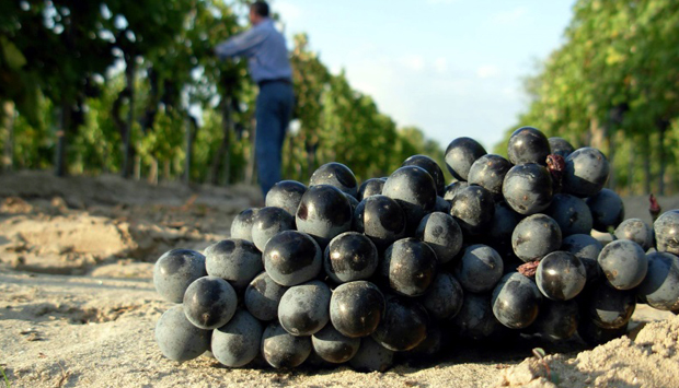 I “vini delle sabbie” di Mariotti, nel ferrarese