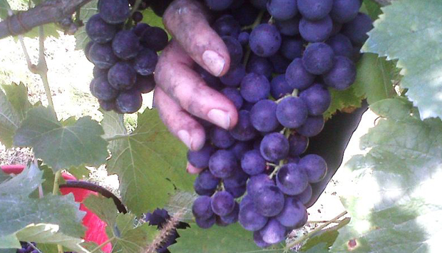 Malvasia di Castelnuovo don Bosco, bollicine rosse da scoprire con Gilli