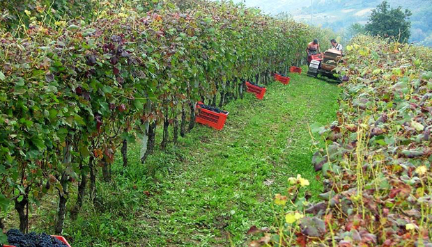 Bricco Maiolica, vini contadini da quattro generazioni a Diano d’Alba