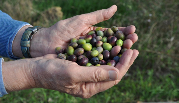 Il nobile Laudemio e il consorzio privato dei 21 migliori “cru” fiorentini