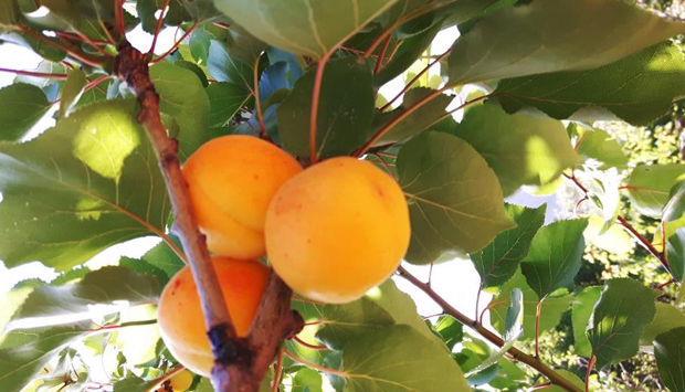 Albicocca di Scillato, presidio Slow Food della provincia di Palermo