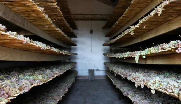 Cantina Terracruda, autoctoni e antiche uve dal cuore delle Marche