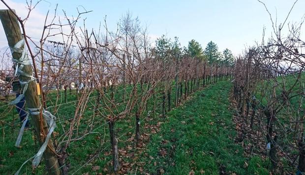 Erbamat, nuova vite di Franciacorta: primo assaggio esclusivo da Berlucchi