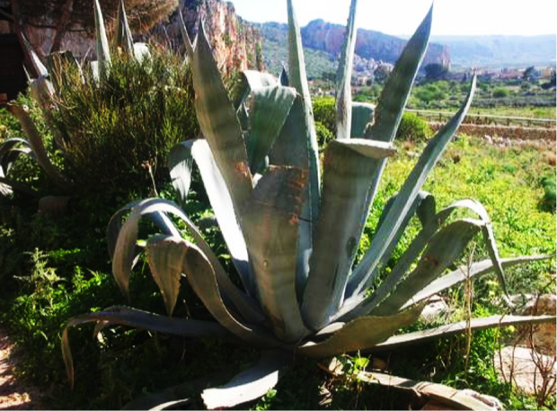La Palma Nana, materia prima dell’artigianato trapanese