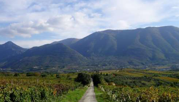 La Barbera autoctona del beneventano di Simone Giacomo