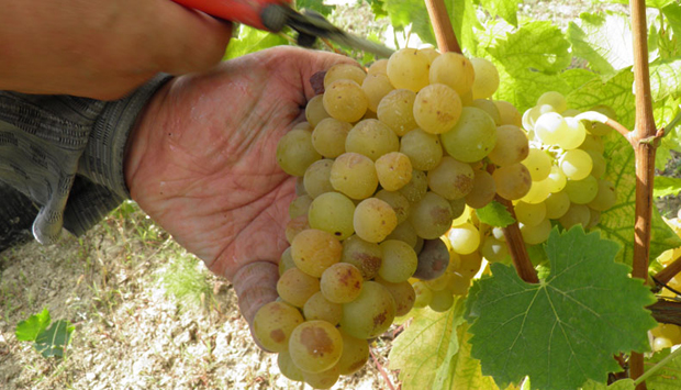 Cascina Fonda, dal nuovo Asti Secco alle bolle dolci di Moscato di Canelli