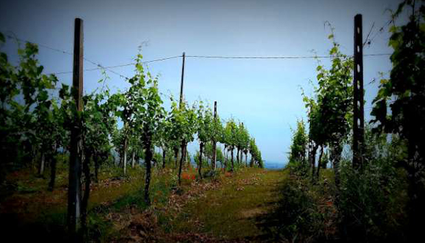 Centesimino di Oriolo, riscoperta di un vino da raro vitigno romagnolo