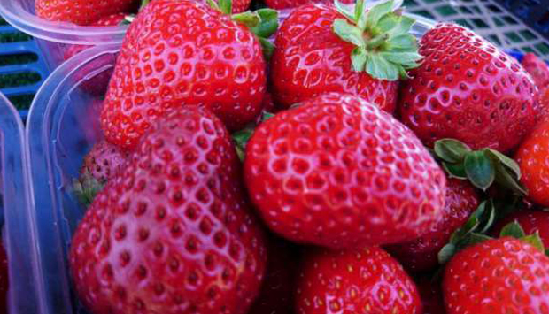 La Fragola di Maletto, squisita De.Co. della provincia di Catania