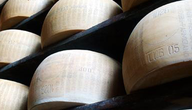 Vacca Bianca Modenese, presidiata da Slow Food e Provincia di Modena