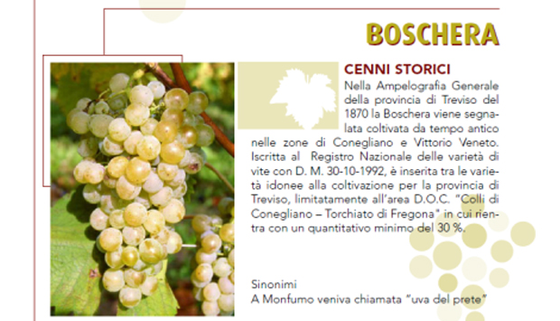 Boschera, vino autoctono da rarissima uva trevigiana salvata da Zanon
