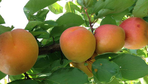 Il Frutteto nella bergamasca, dove i clienti raccolgono i frutti antichi