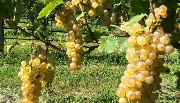 Salvetta, cantina dedita al Nosiola Biologico e al Vino Santo Trentino