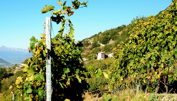 Quatremillemètres Vins D’Altitude, effervescenze della Valle d’Aosta