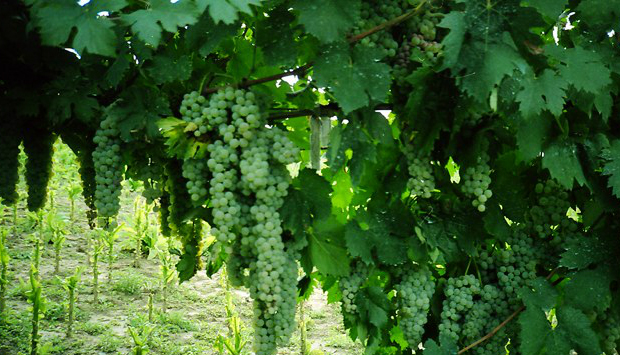 Vadiaperti Traerte, la vera tipicità dei vini autoctoni irpini