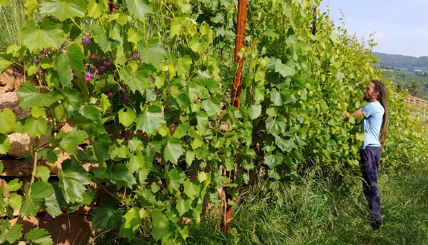 Dalla cantina trentina Villa Persani, vini da un altro punto di vista