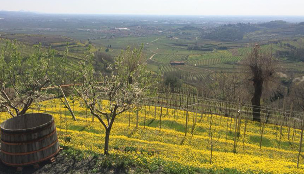 Le Battistelle, nel veronese vini vulcanici autoctoni dal cuore del Soave