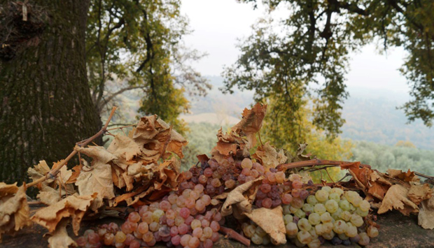 Con il Vinum bianco del Podere Gualandi, nuova età dell’Aurum in Toscana