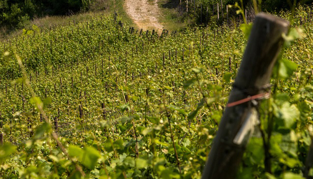 Dall’uva autoctona trentina Vernaza, le Belle bollicine di Pravis