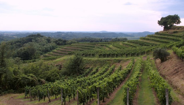 I vini di Simon Komjanc, tradizione di famiglia nel Collio