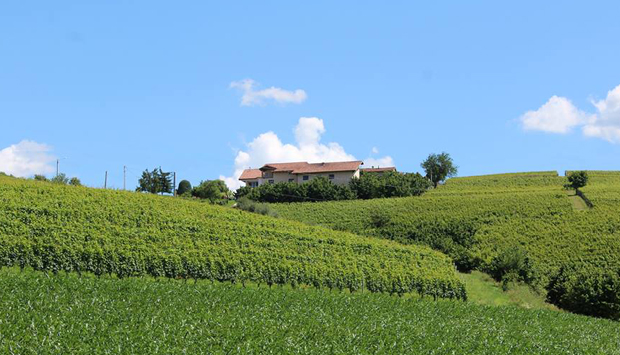 I vini bianchi di Cascina Carlòt: Cortese, Arneis e i Moscati