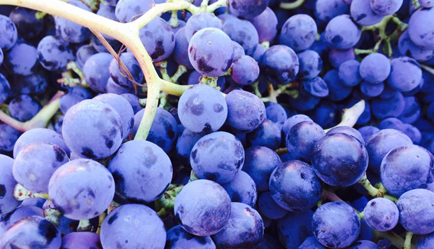 Il Violone, vitigno tipico della Teverina (VT) vinificato da Trebotti