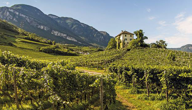 Solaris, vite resistente nella versione delle Dolomiti di Baron Longo