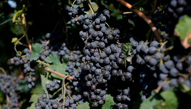 Tomasetti Family Winery, cantina del parmense dedicata agli alloctoni